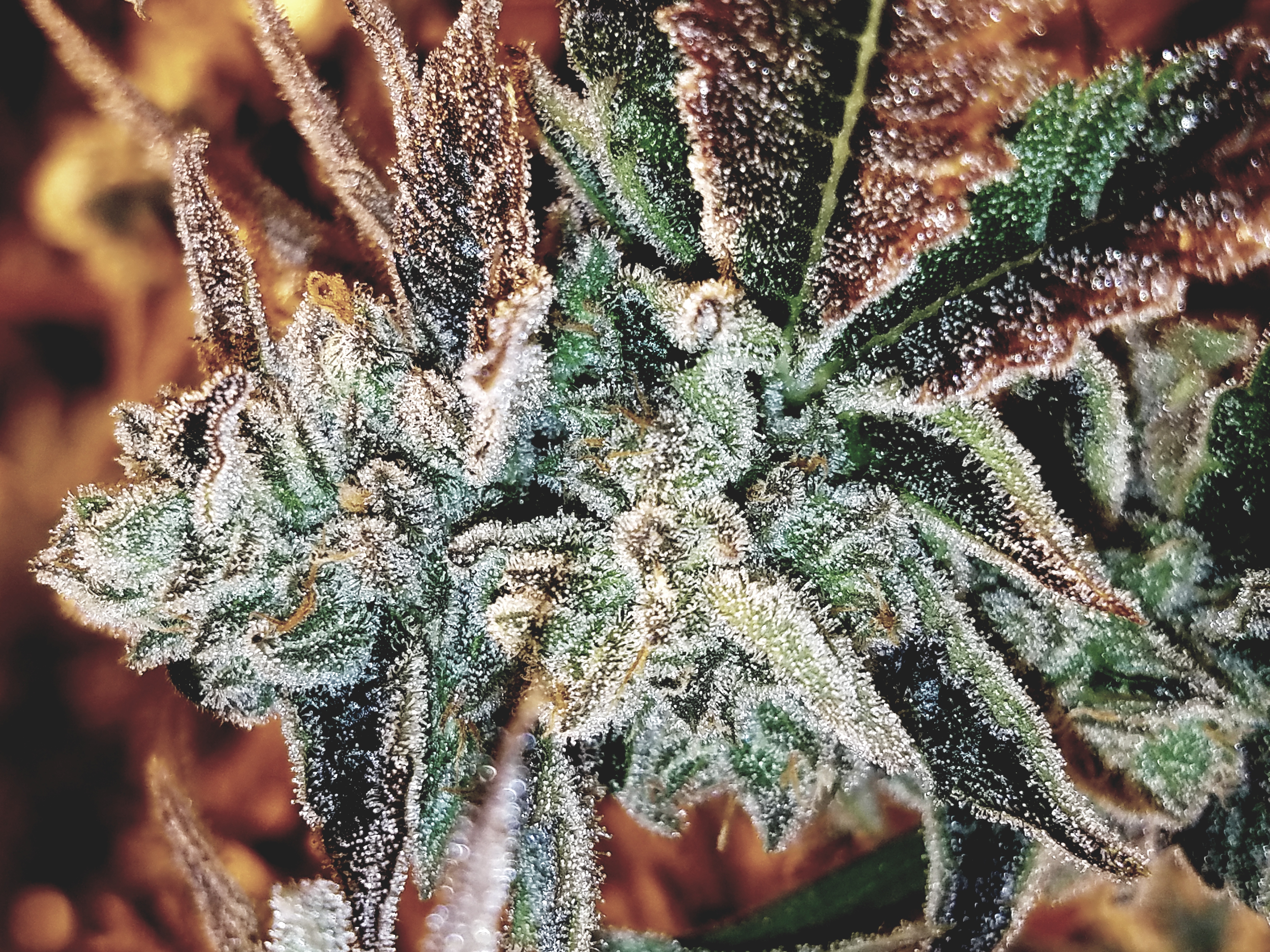 Photograph of product: Space Monkey 1/8 Prepack - 3.5g