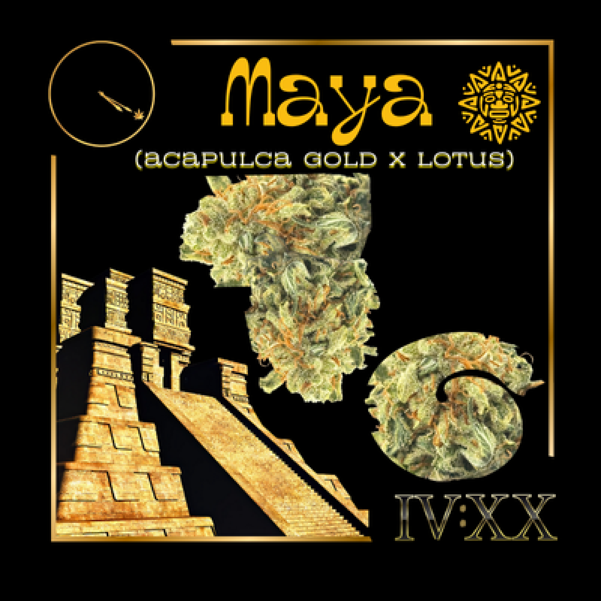 Photograph of product: Maya #1 Flower | 7g - Four20