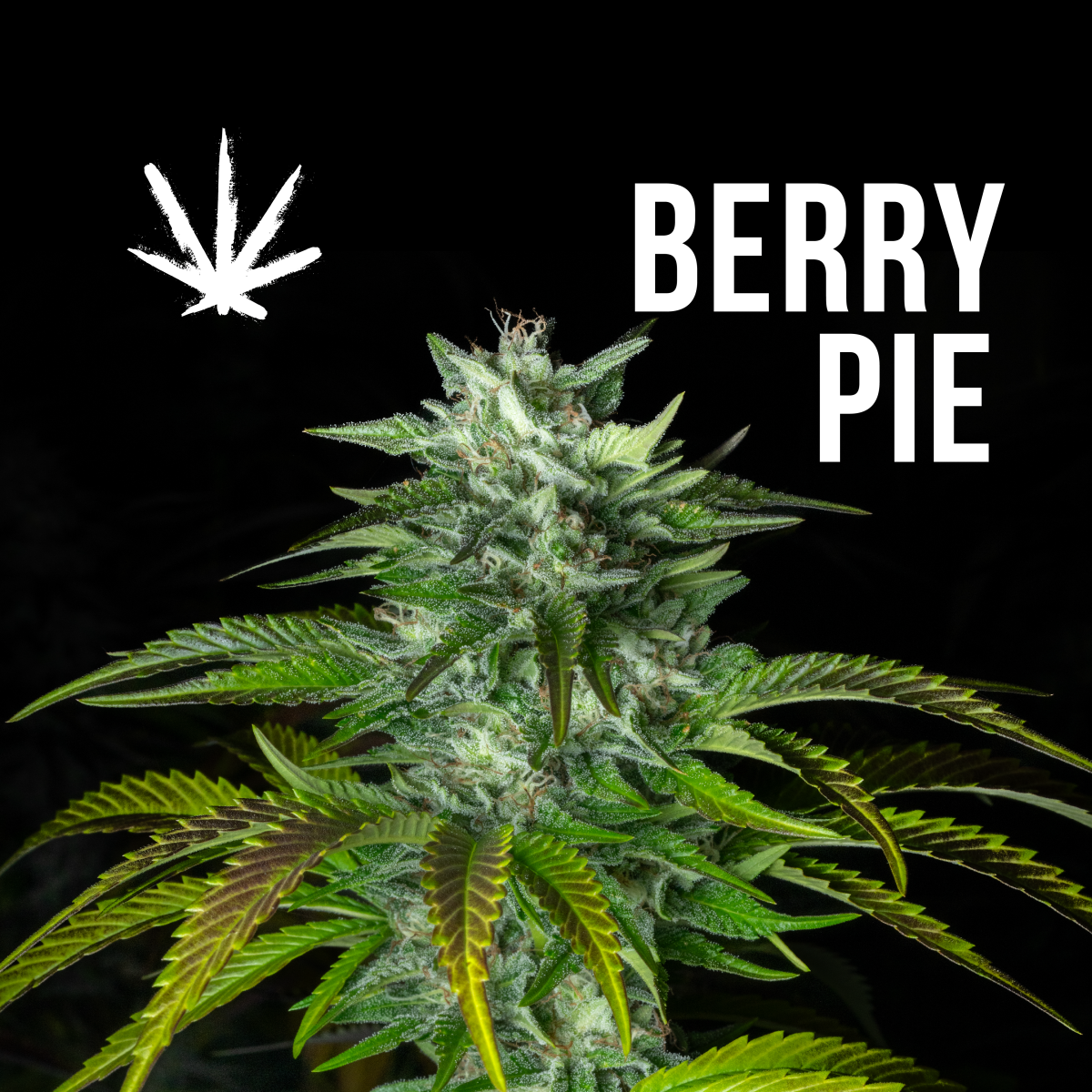 Photograph of product: Berry Pie | 1g Pre-Roll