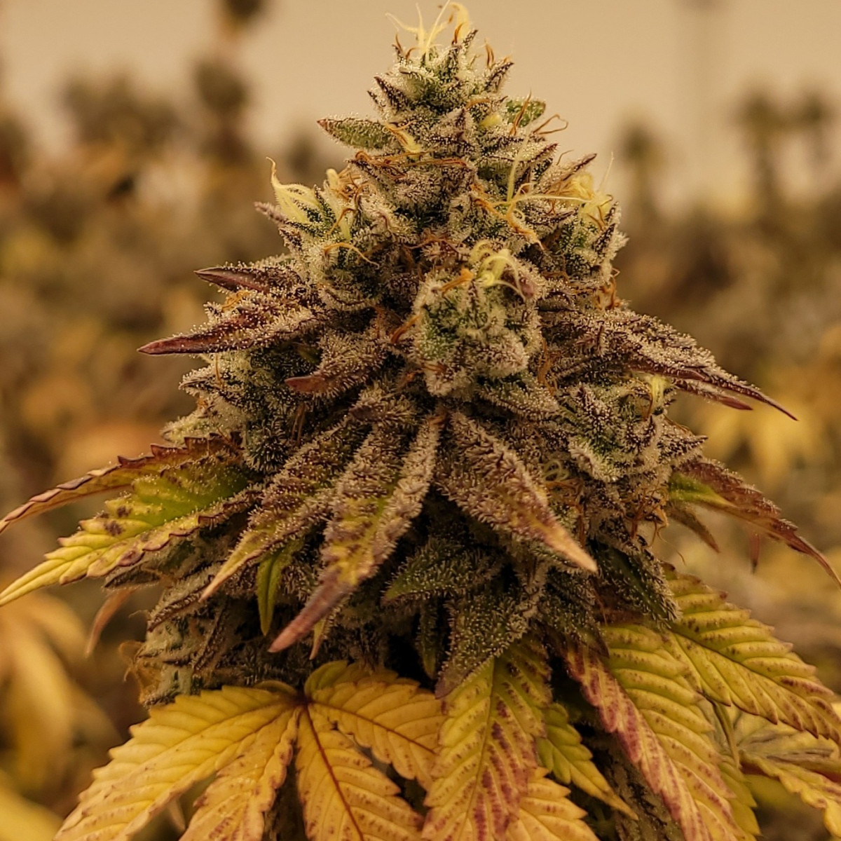 Photograph of product: Tao Labs | Iron Lungs | Indoor | Bulk - 28g