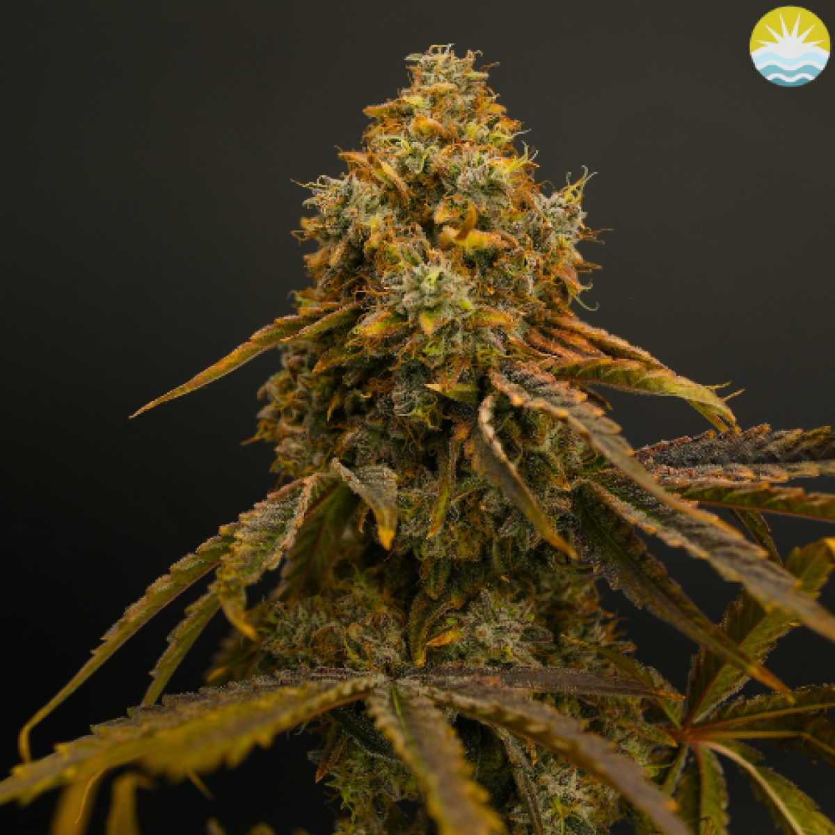 Photograph of product: Baked Beans | ZJ | 3.5g