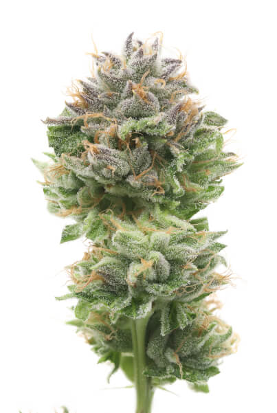 Photograph of product: 710 LABS | Z HYBRID - 3.5g