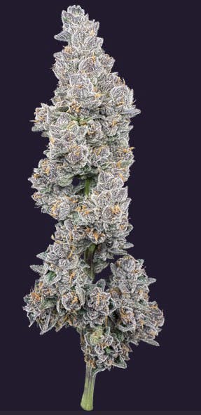 Photograph of product: Trifecta Farms | Mystery Made II 3.5g Flower