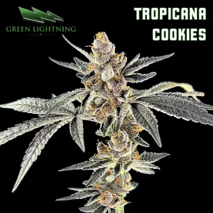 Photograph of product: Green Lightning Small Flower 3.5g- Tropicana Cookies