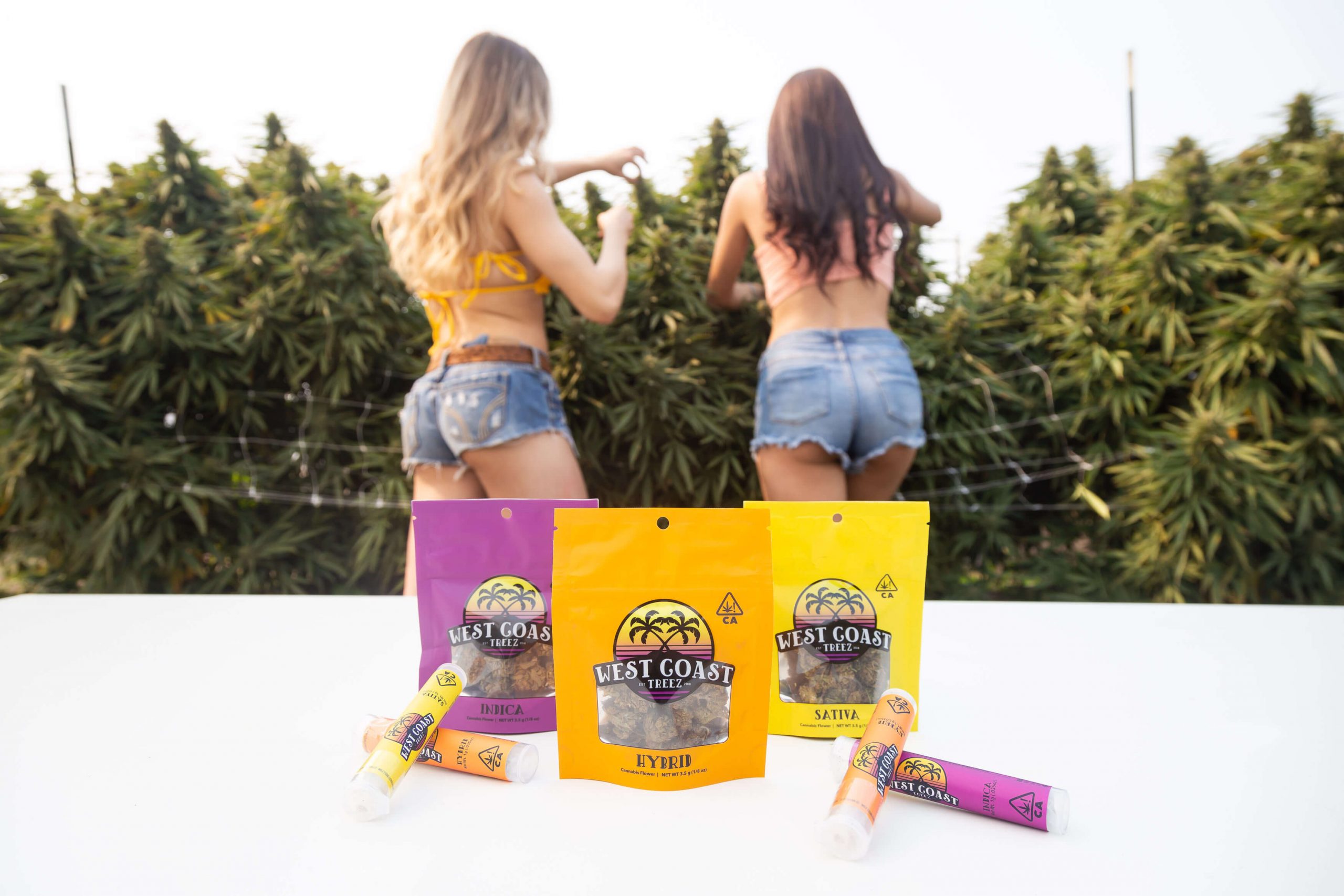 Photograph of product: SMALLZ - 14G - HYBRID - GELATO 33