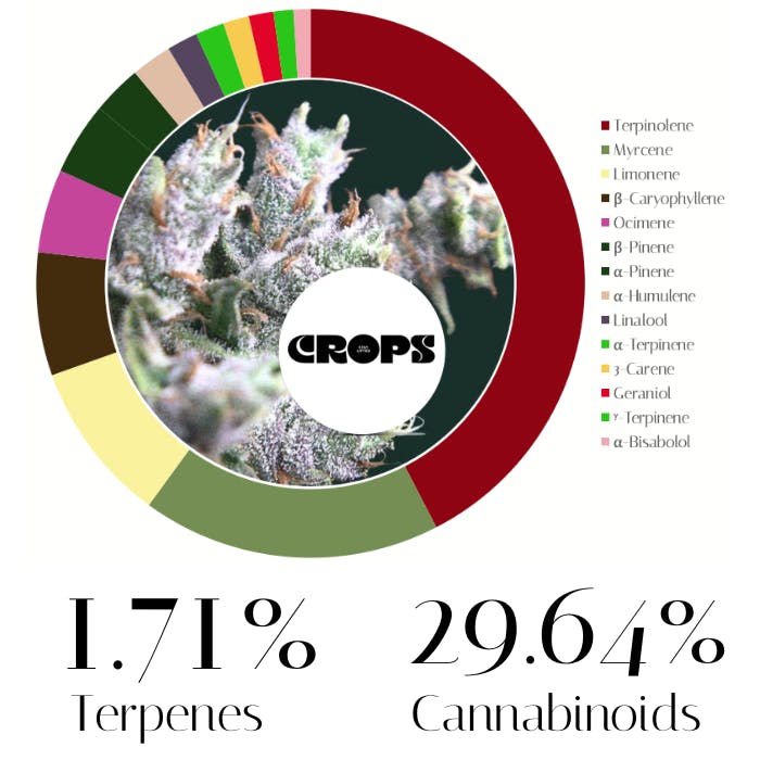 Photograph of product: Super Melonaid #349 by Crops | Flower | 7.0g