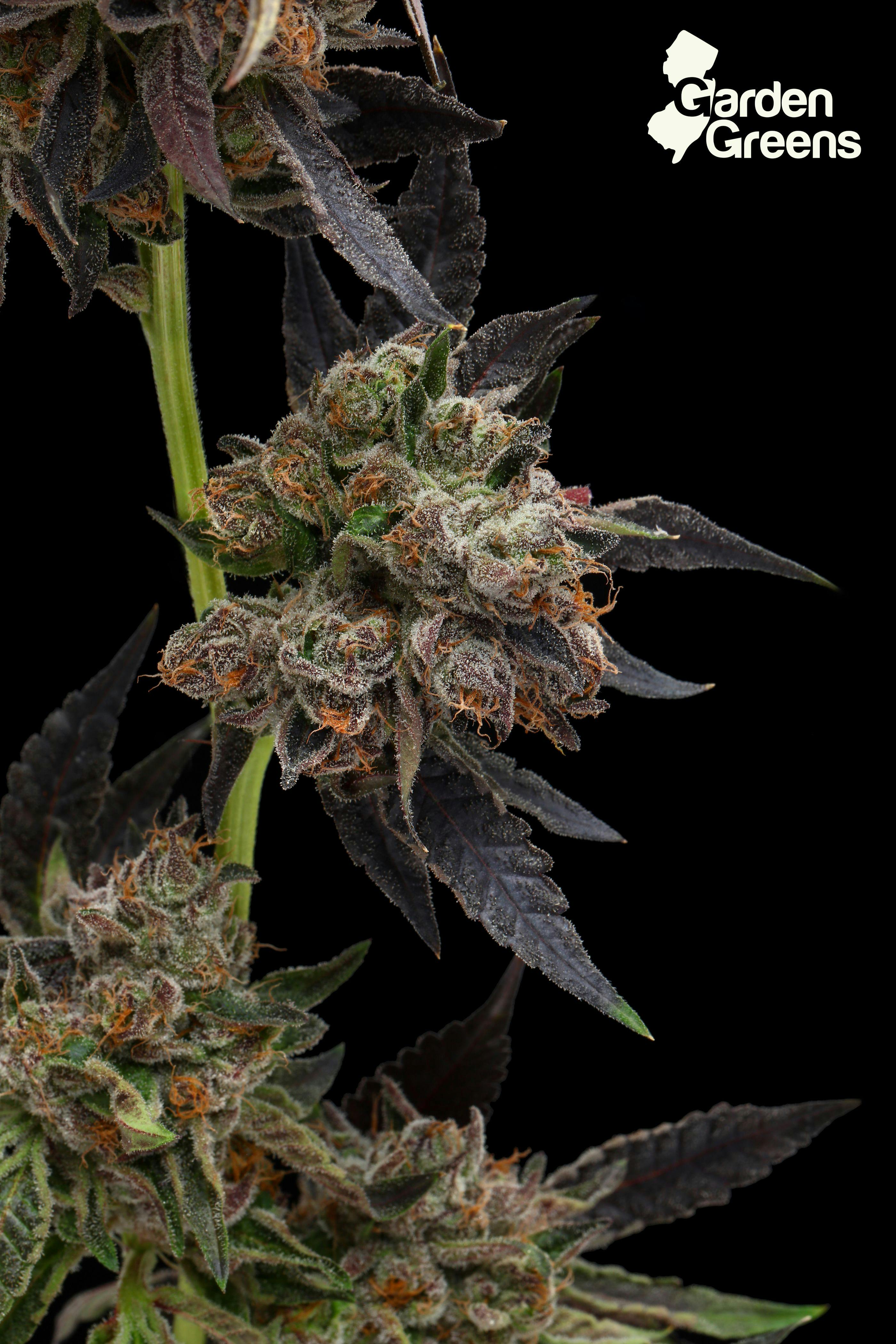 Photograph of product: Mendo OG | 14g