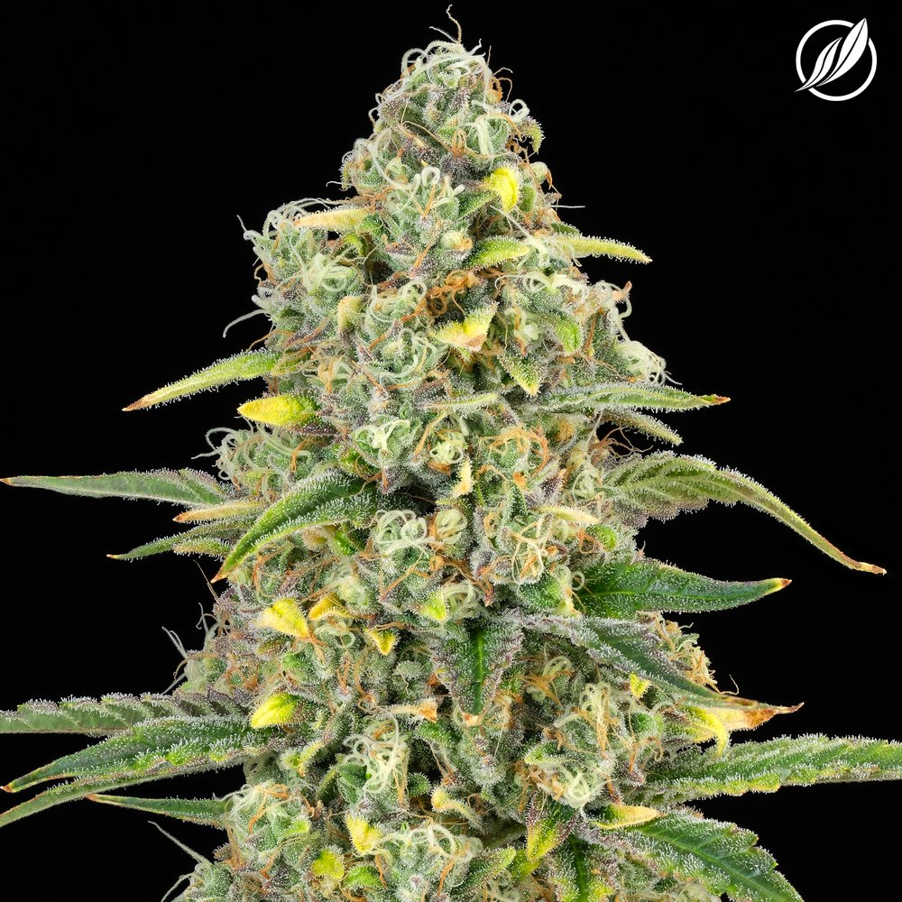 Photograph of product: Seattle Sour Kush Flower 3.5g T28.15% S C0020025823