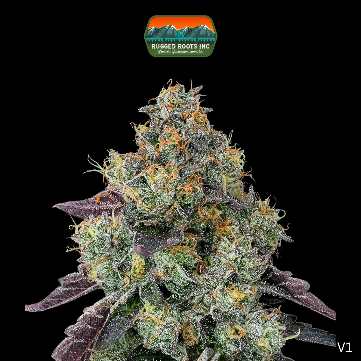 Photograph of product: Rugged Roots | Black Cherry Gelato 3.5g