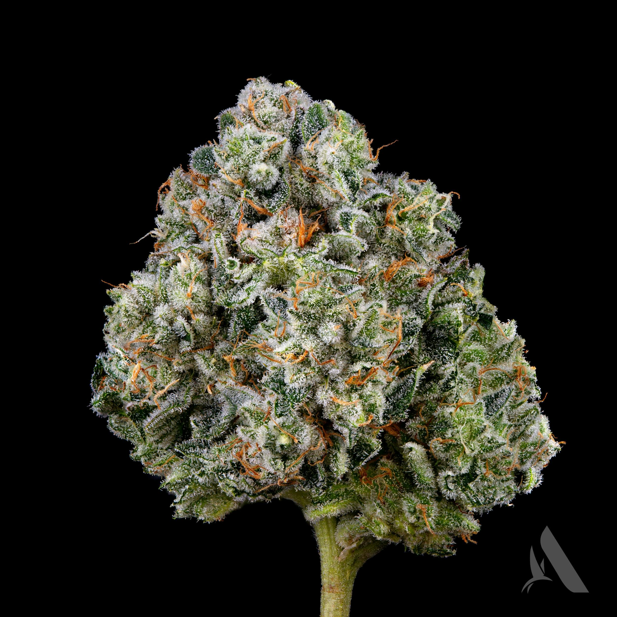 Photograph of product: Affinity Sunshine Daydream Flower (I) - 00515