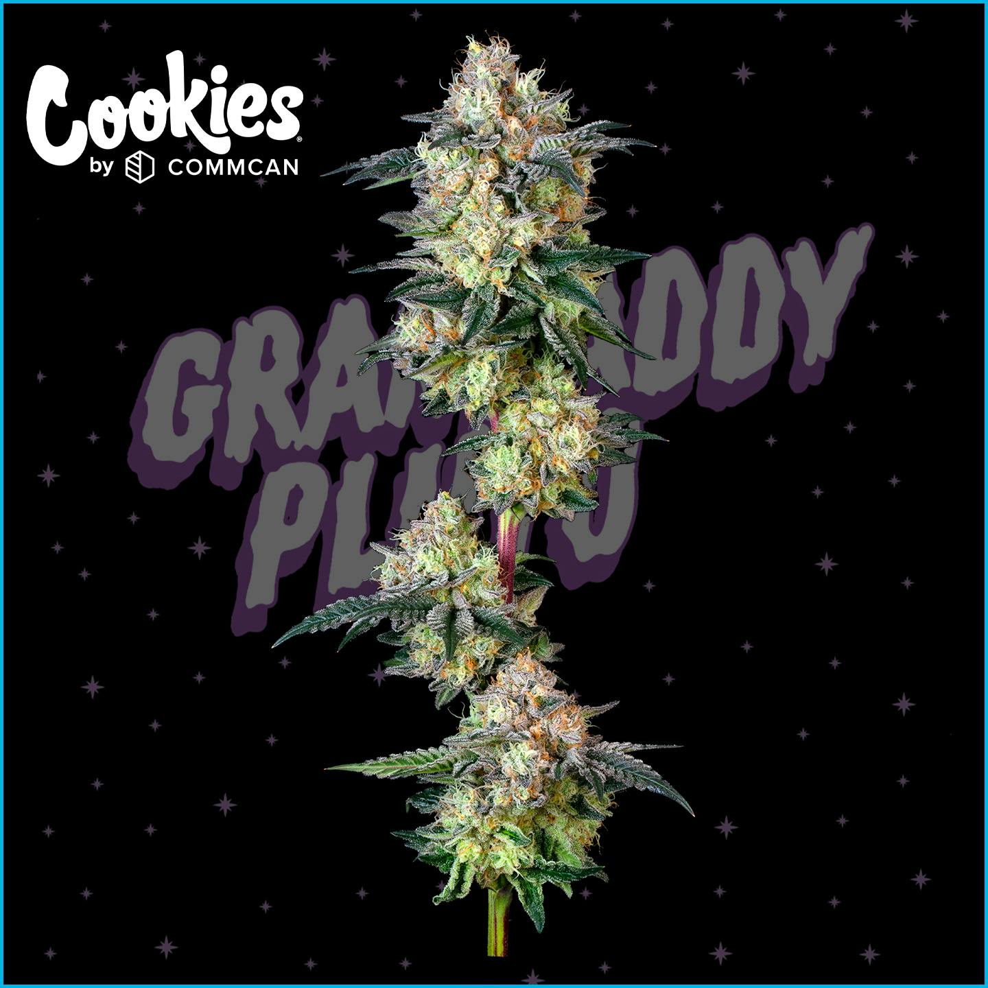 Photograph of product: Grandaddy Pluto