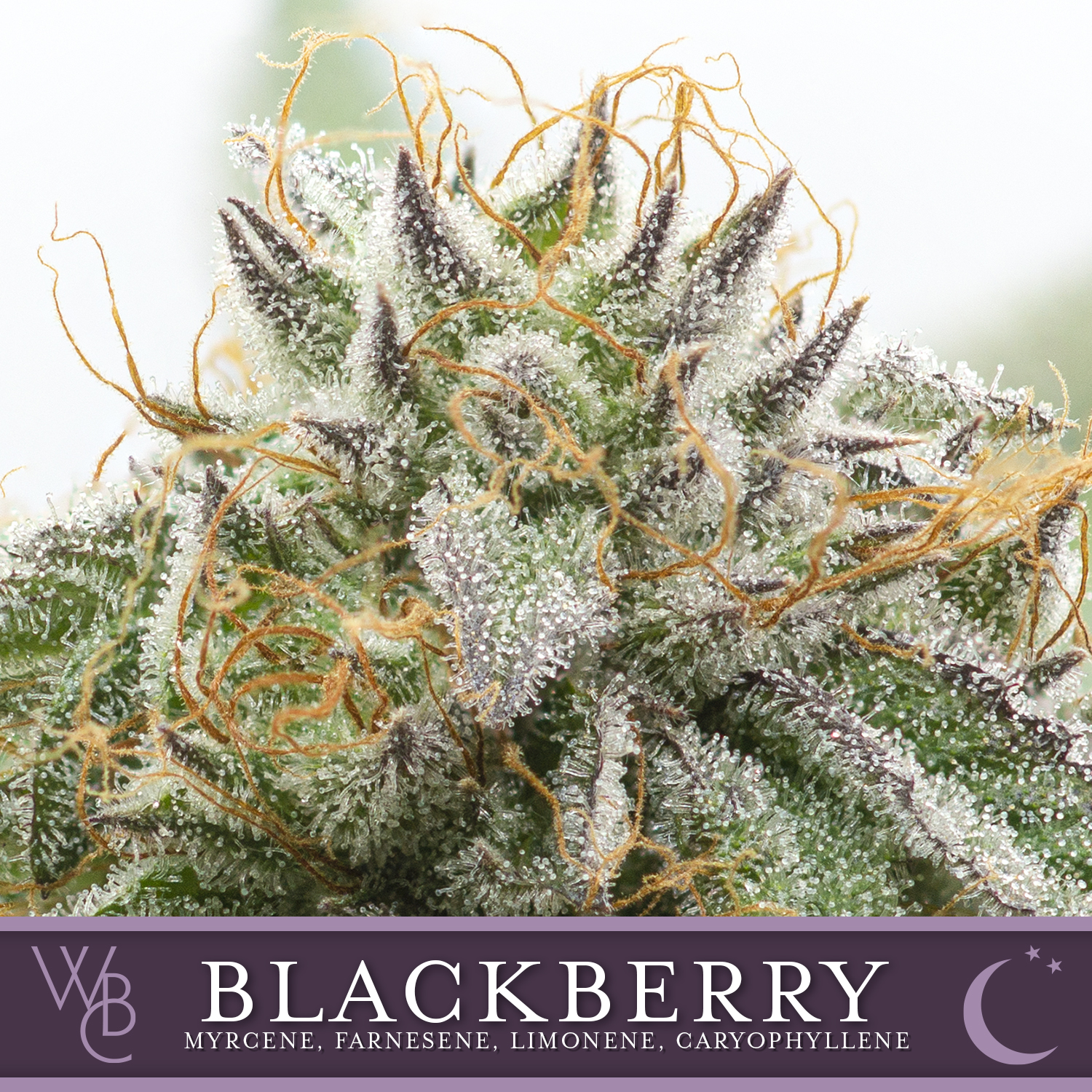 Photograph of Product: Washington Bud Company - Blackberry Kush - 2g