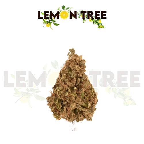 Photograph of product: Lemon Tree Tier 4 - 3.5g