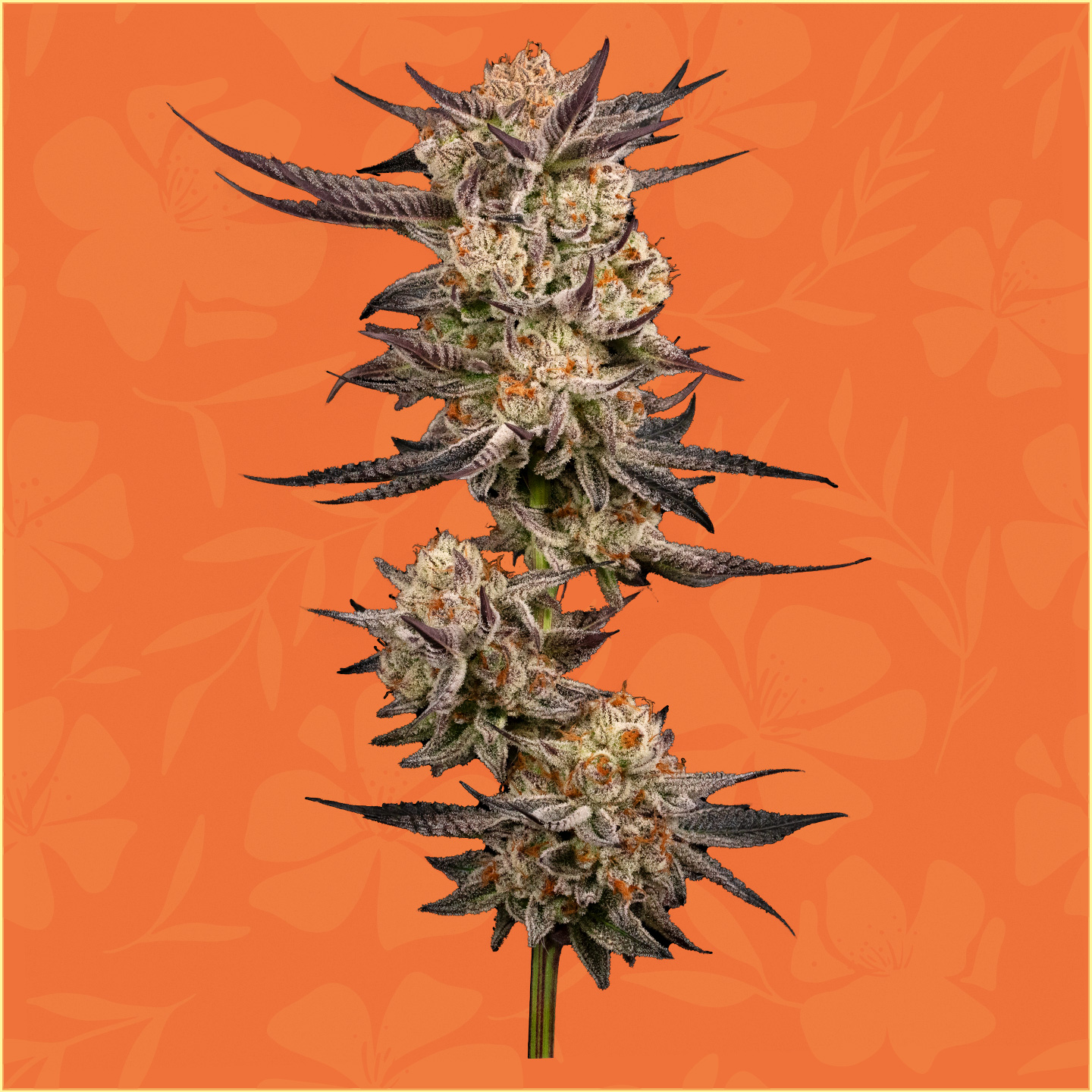 Photograph of product: hellohii - Flower 3.5g - Dosi-Pie