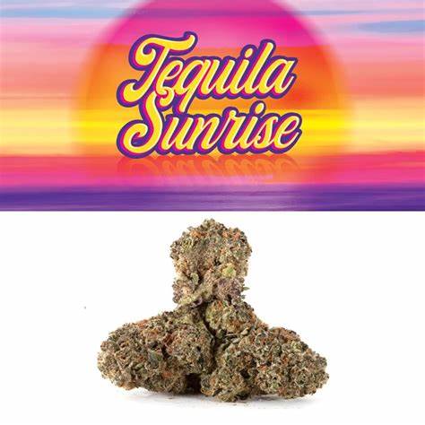 Photograph of Product: Omnium Tequila Sunrise Plug Pack 28g