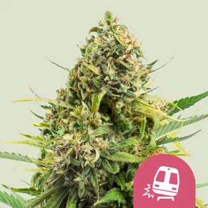 Photograph of product: RQS | Trainwreck Feminized Seeds | 3pk