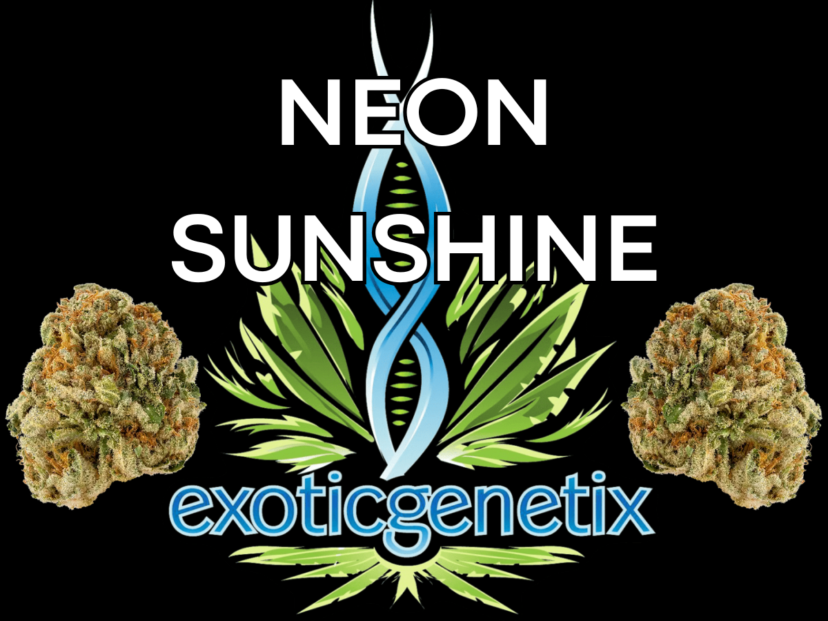 Photograph of product: EXOTIC GENETIX | DULCE DE FRESA | BULK | SMALLS | Oui'd/HYBRID - 28g