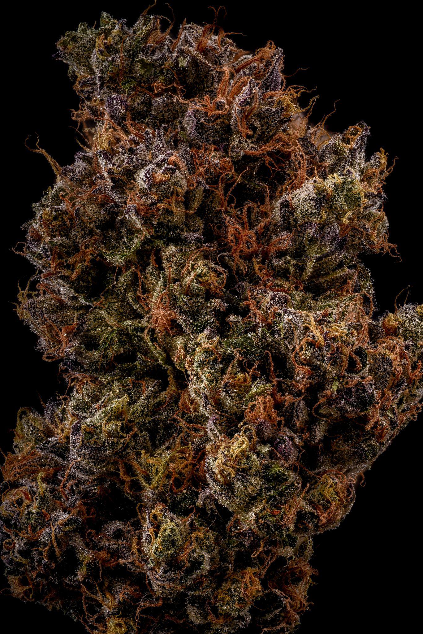 Photograph of product: BoulderB | Jet Fuel Gelato x Triangle Kush | Premier - 1g
