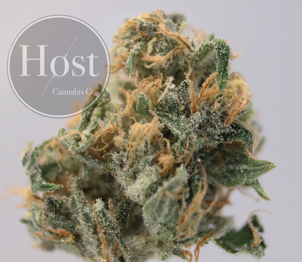 Photograph of product: Ghost Train Haze (Host) - 28g