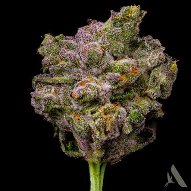 Photograph of product: Hot Hunnie 3.5g Flower (H) 00370