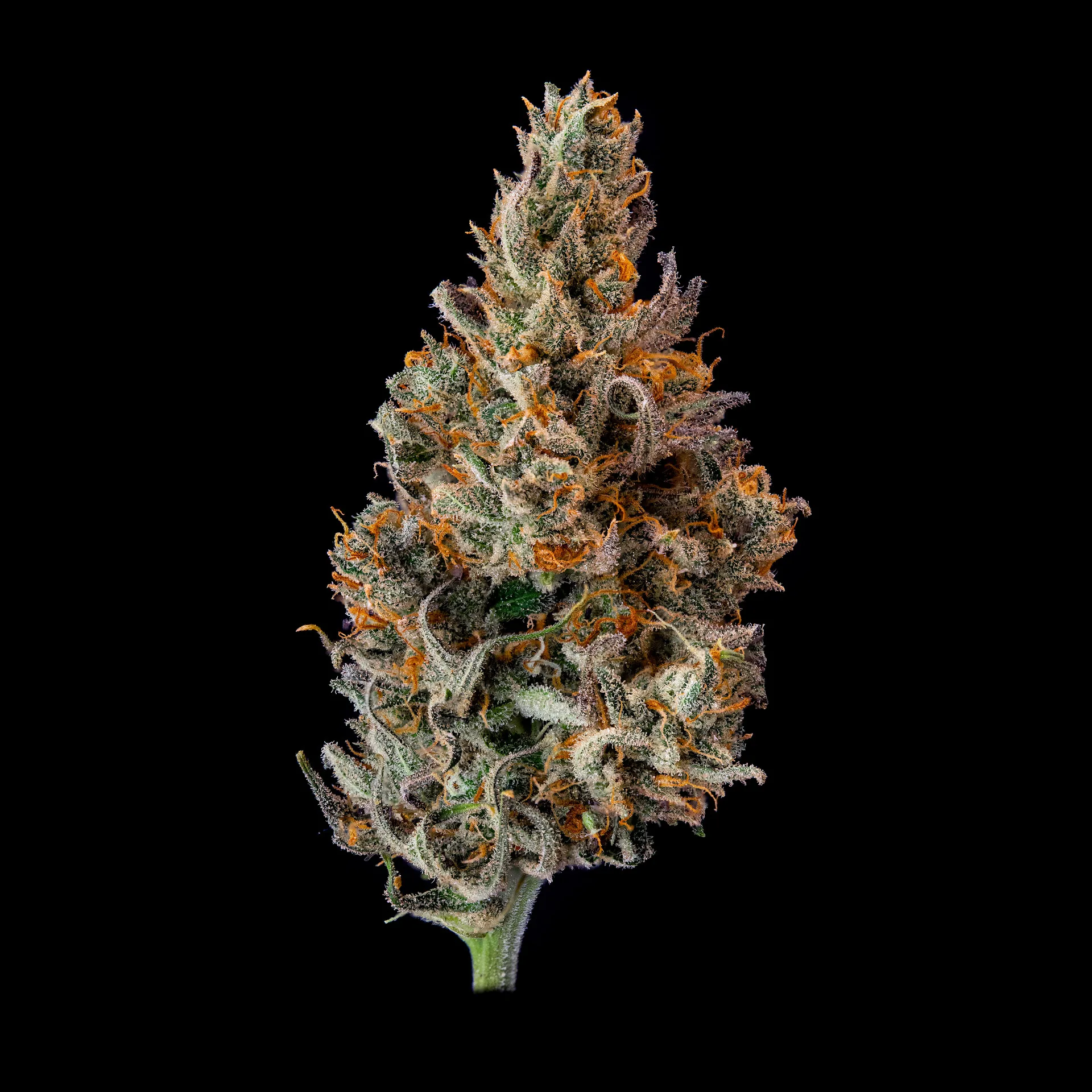 Photograph of product: Blue Dream Blowfish | Flower | 3.5g