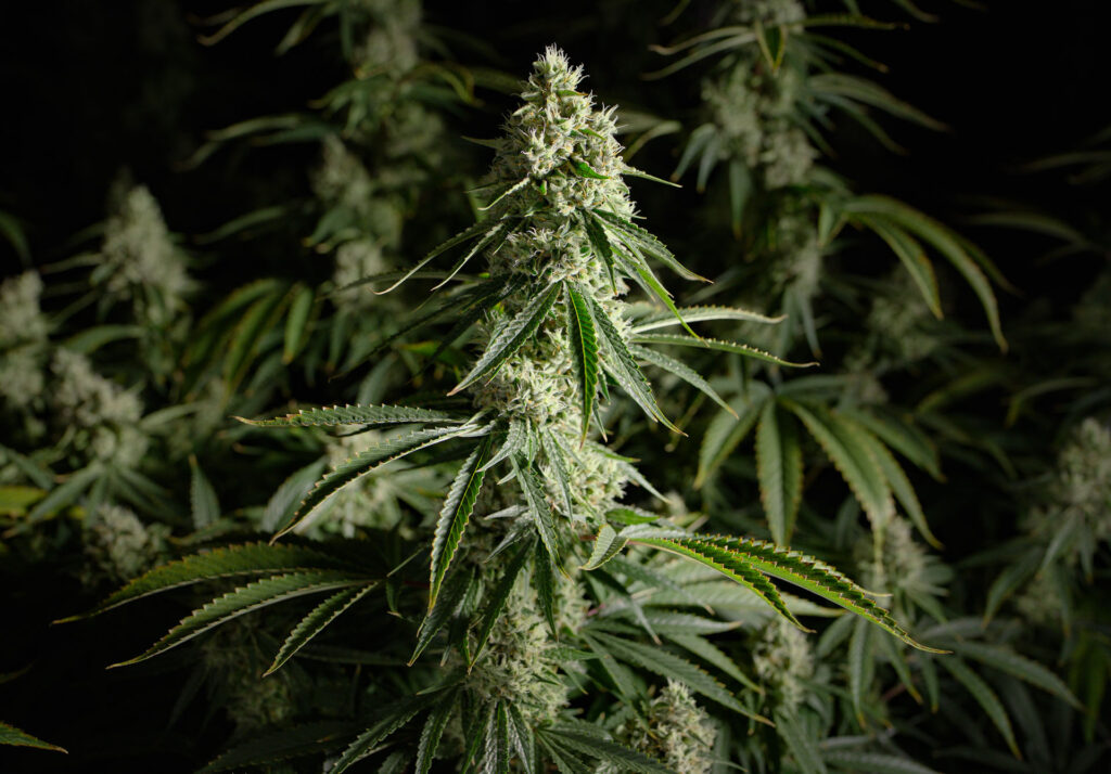 Photograph of product: White Durban Small Flower T24.60 (1-00657) - 3.5g
