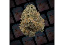 Photograph of product: Goldkine - Mint Chocolate Chip - Bulk Flower (H) - 32g
