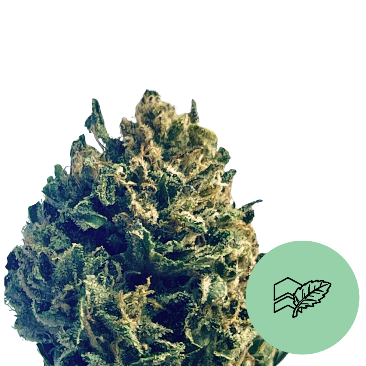 Photograph of product: Family Tree - Octane Mints - 3.5g