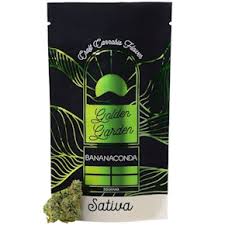 Photograph of product: Golden Garden | Bananaconda (S) | Flower | 3.5g