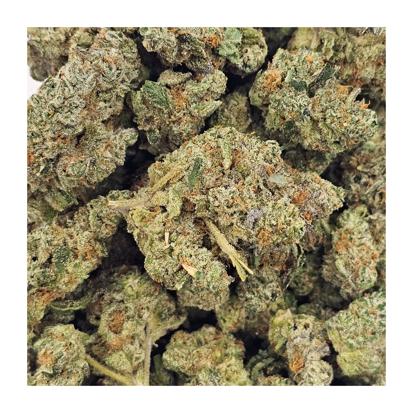 Photograph of product: Loud Tier - Common Citizen - Truffle Shuffle Bulk Bud - 28g