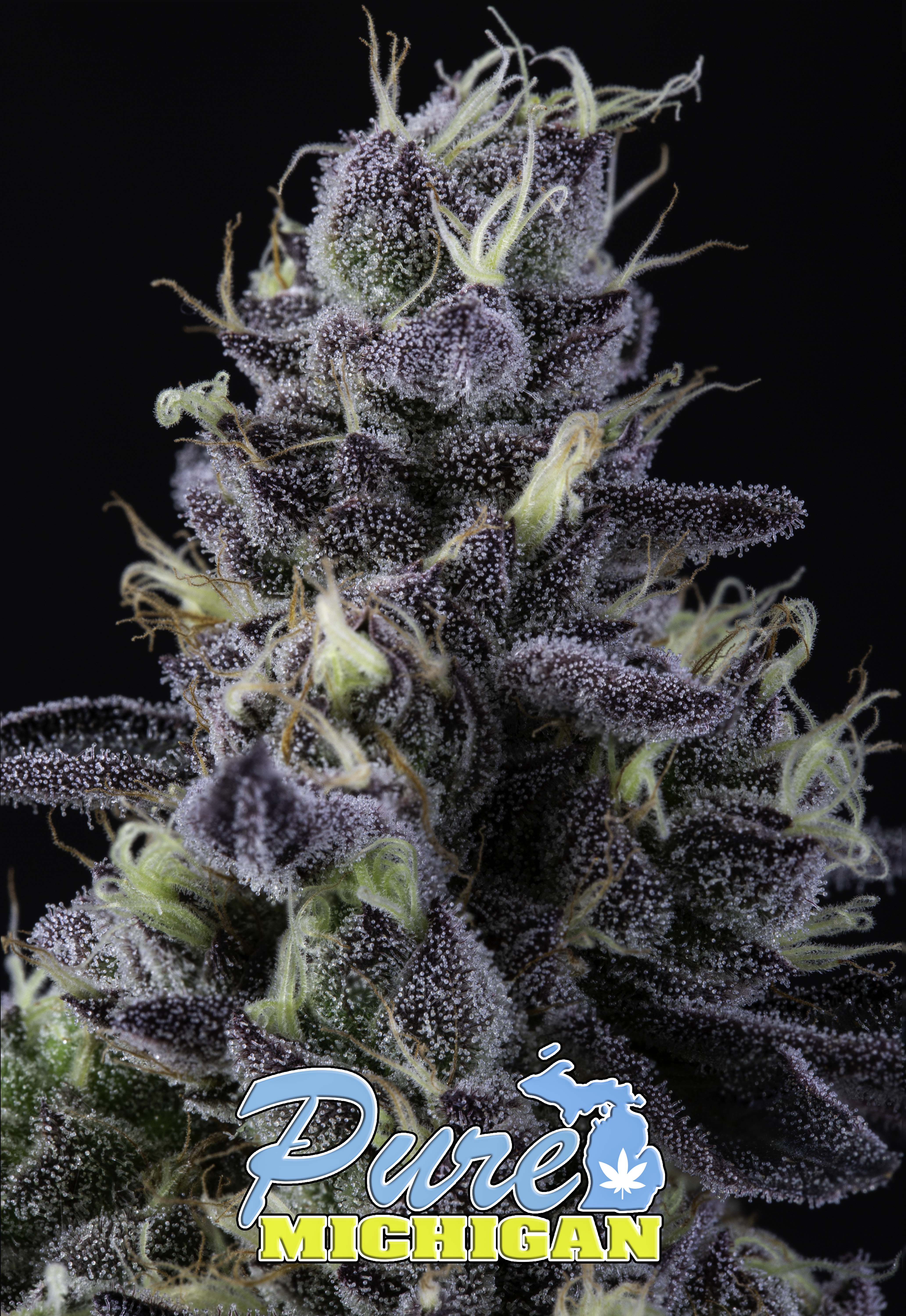 Photograph of product: Pure Michigan - 28g