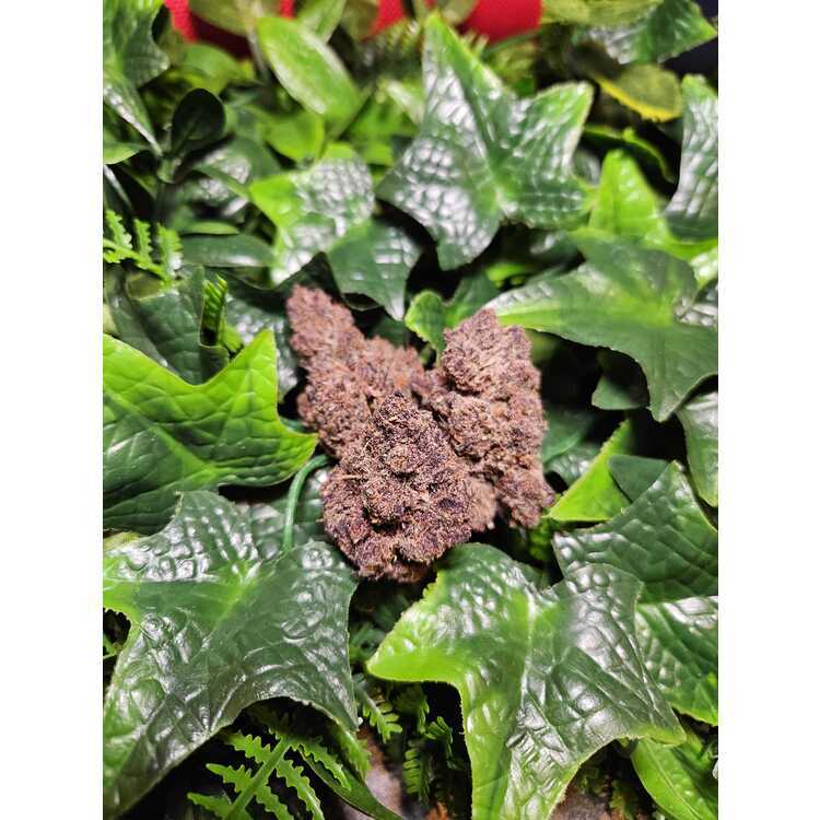 Photograph of product: Midnight Orgy - Indoor Flower - Earl Baker - Harvested: 1/16/25 - 1g