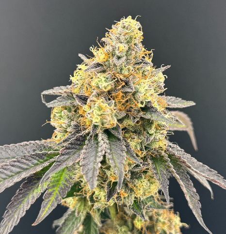 Photograph of product: Jersey Strong Premium Littles | MAC Stomper | 7g (Hybrid)