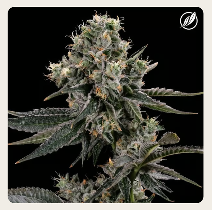 Photograph of product: CTPharma Sunny Stomper Whole Flower 25.76% (H) 3.5g - 25374