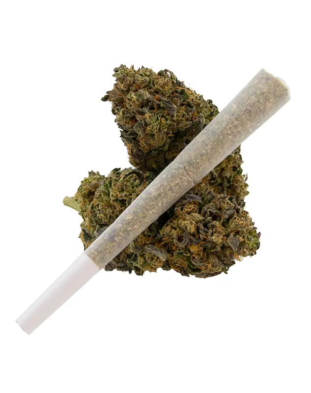 Photograph of product: Candie's Hybrid | 1g Preroll