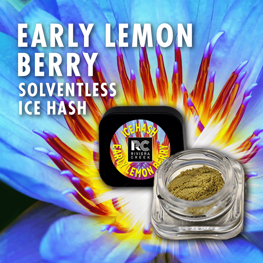Photograph of product: Early Lemon Berry | au chocolat | 0.5g