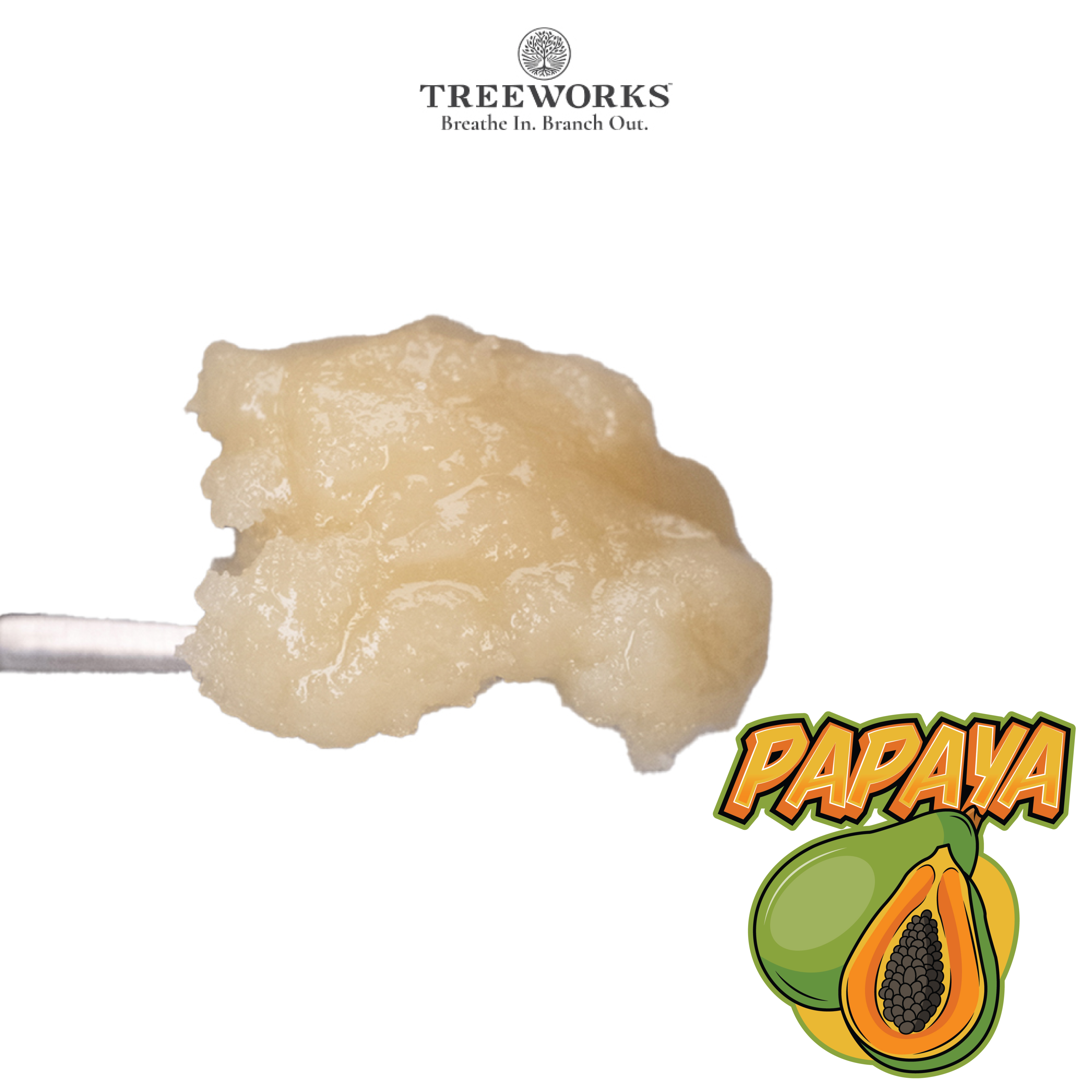 Photograph of product: Papaya | Live au chocolat Rosin | 1g