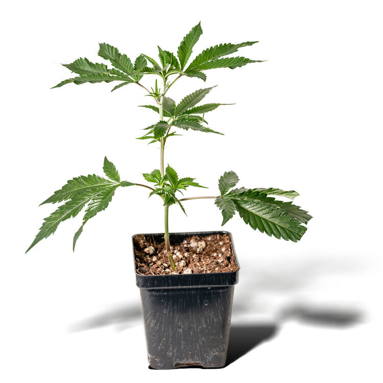 Photograph of product: $50 - Tokyo - Purple Ice Water #4 Clone