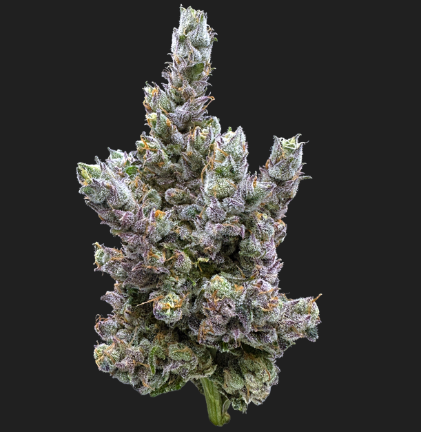 Photograph of product: Glue Dream - 3.5g