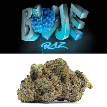 Photograph of product: Cookies Premium Indoor (Littles) | Blue Raz | 14g (Oui'd)