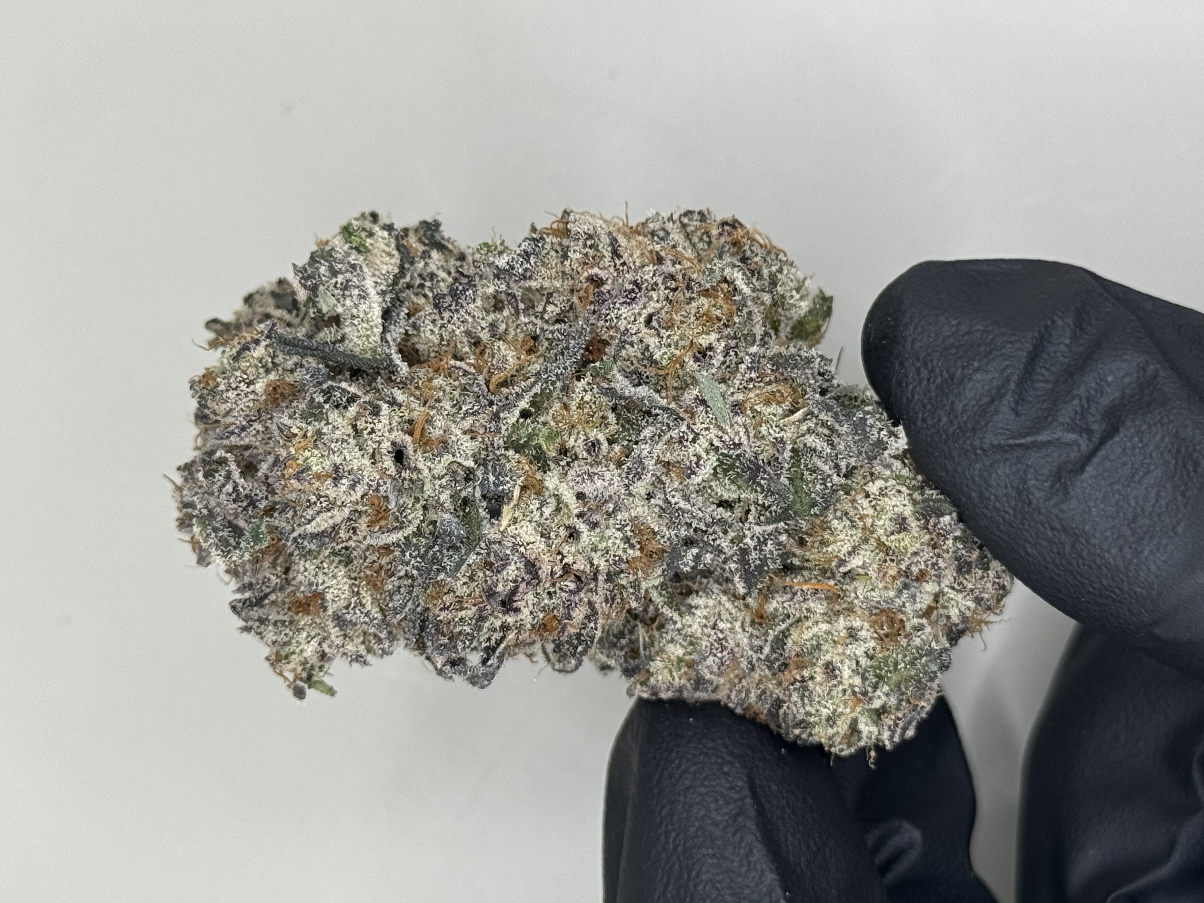 Photograph of product: DNG Oreo Blizzard Bulk Flower - Roy'zzz Exclusive - 28g