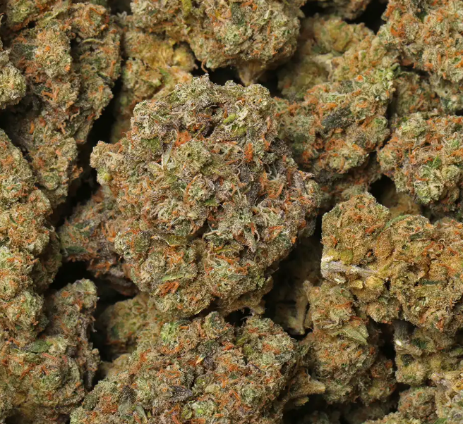 Photograph of product: Purple Haze | 3.5G Flower (TAX INCLUDED)