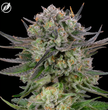 Photograph of product: Magenta Dream Flower I 26065 - 3.5g
