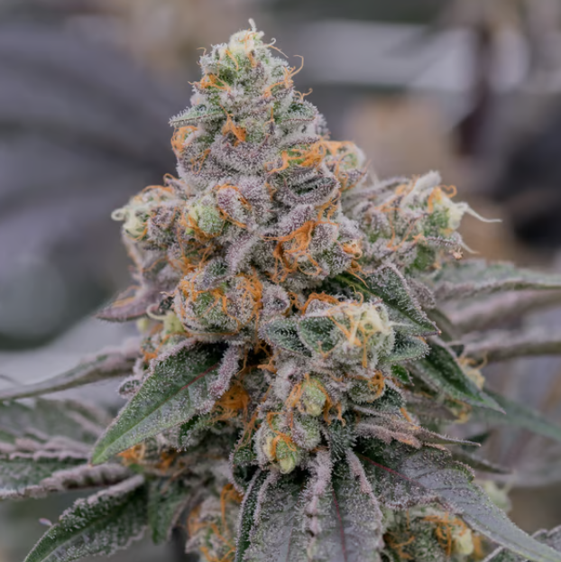 Photograph of product: Ghost Cookies | 3.5g | Sol-Canna