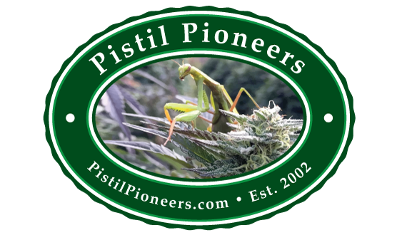 Photograph of product: Banana Puddin' (Pistil Pioneers) - 28g