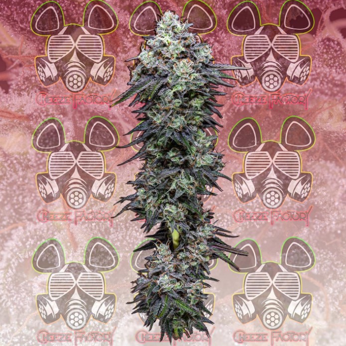 Photograph of product: Red Rocket - 28g