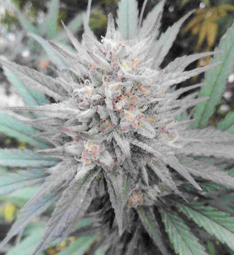 Photograph of product: Raspberry Truffle - 3.5g