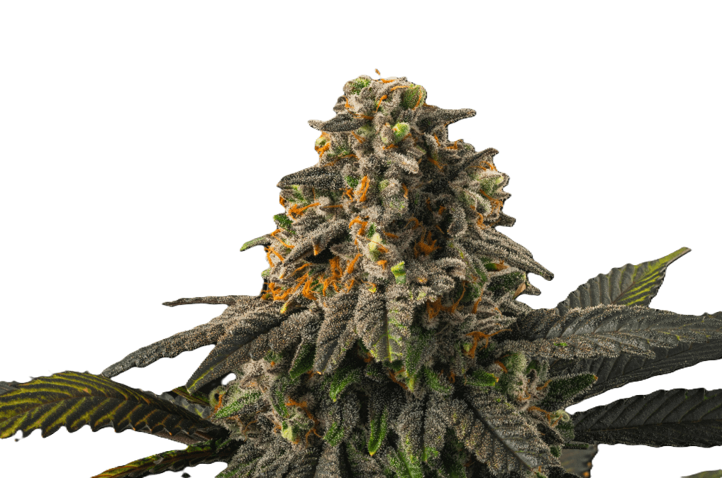 Photograph of product: Tigers Blood - 3.5g Flower