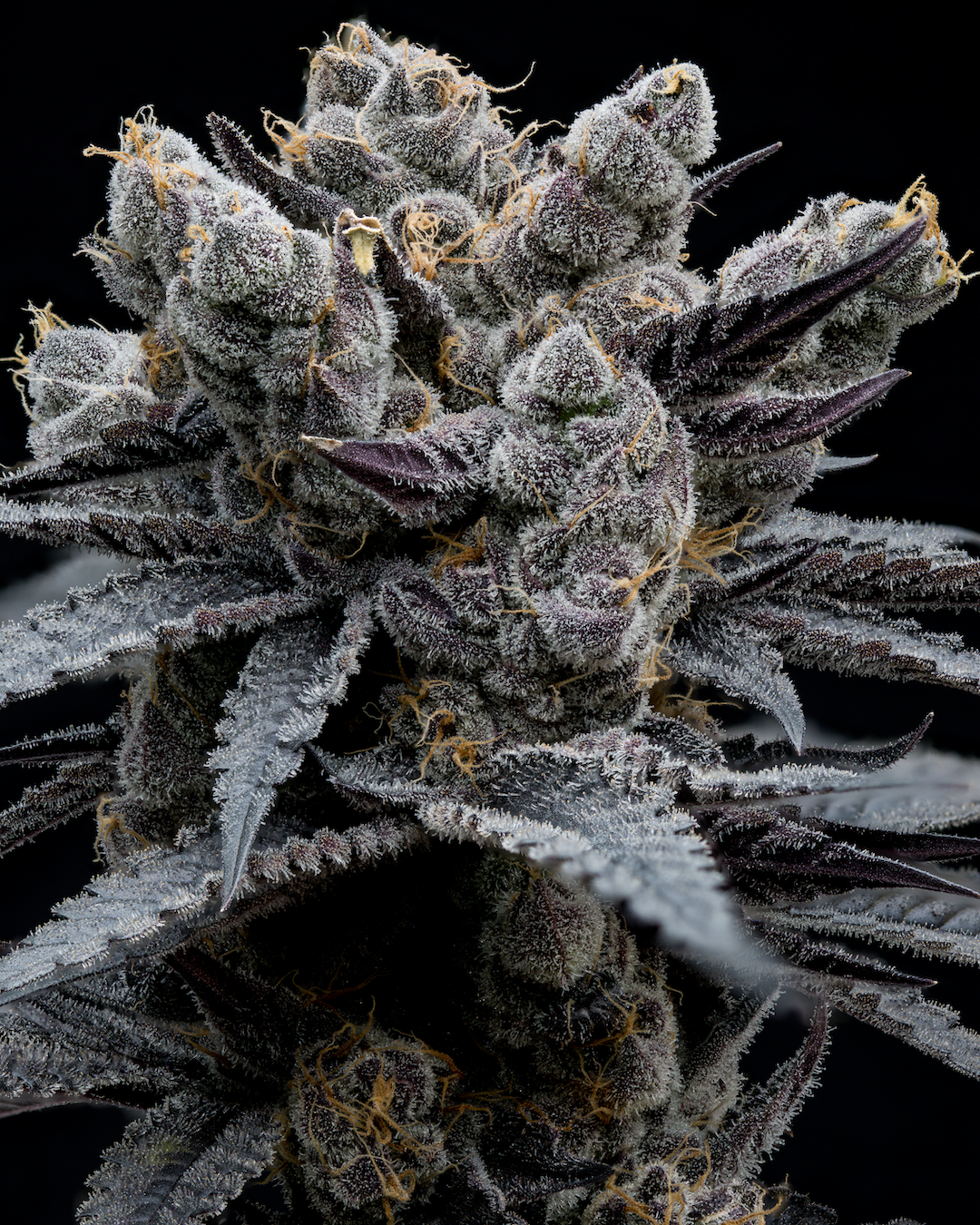 Photograph of product: Papaya Bang Bang  | 3.5g Flower | FullTilt
