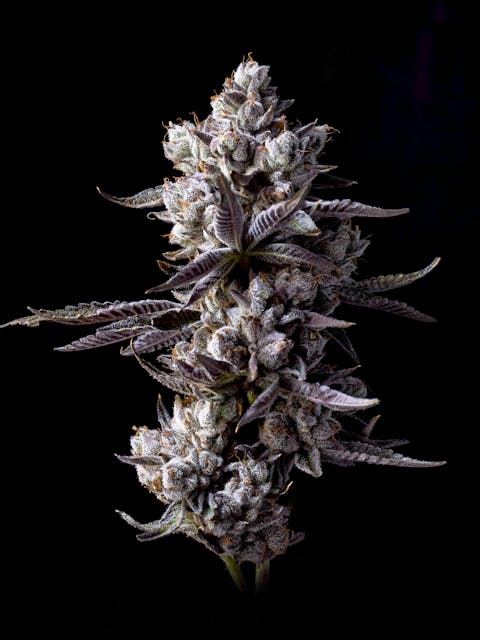 Photograph of product: GMOchi | 14G Flower